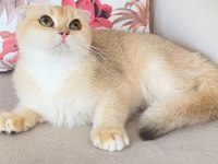 Scottish fold golden ırk garantili dişi