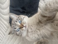 Ücretsiz British Shorthair 2 Yaşında