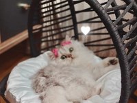British Golden Tabby Uygun Puanlı