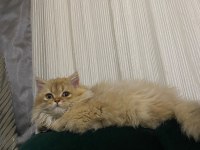 Tek kalan 3 aylık kedim