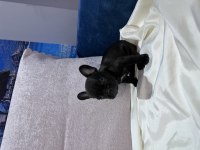 MAVİ GÖZ FRENCH BULLDOG YAVRULAR