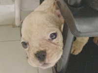FRENCH BULLDOG YAVRULARIMIZ SAFKAN IRK GARANTİLİ