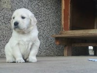 Golden Retriever Yavruları