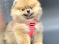 Safkan Pomeranian Boo Bebekler