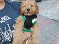 Zorunluluktan poodle sahiplendirme