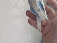 Bebek Yavru Muhabbet Kuşu