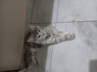 1.5 yaşında tortie maine coon