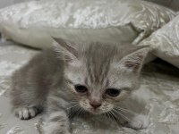 British shorthair yavru