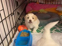10 Ocak Doğumlu 1 Kız ve 1 Erkek Terrier (Rezerveye Açık)