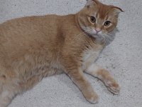 7 aylık aşıları tam erkek british shorthair kedimiz