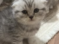 Sevimli scottish fold bebekler