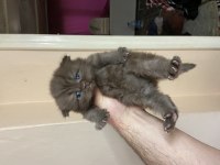 British shorthair chocolate
