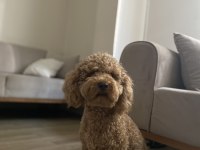 Acil toy poodle