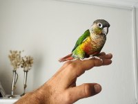 Konur Papağanı Sahiplenmek İster Misiniz?