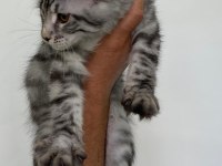MCO dişi silver tabby blotches