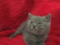British Shorthair Minnoslarim