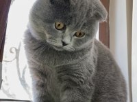 Scottish fold 3 yaşında