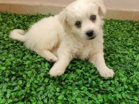 Maltipoo yavrusu