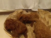 Red brown toy poodle bebekler yeni yuvalarını bekliyorlar