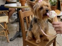 Çok sevecen akıllı prenses köpeğimiz