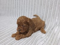 Jokopo yavru köpekler