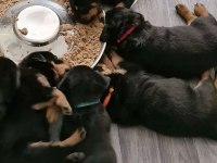 A++ Kalite Anne Baba Şecereli Rottweiler Yavrular
