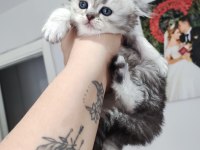 Scottish fold longhair erkek yuva arıyor