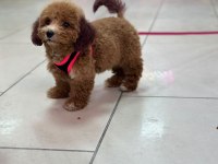 TUVALET EGITIMLI DISI POODLE YAVRUMUZ