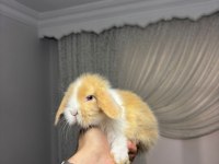 VETERİNERDEN EVCİL YAVRU TAVŞANLAR GÖNDERİLİR