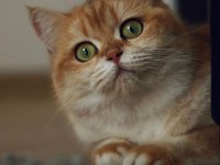 Safkan british shorthair ny12 golden renk dişi 4 yaşında