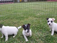 Akkuş Üretim Çiftliğinden Jack Russell Yavruları