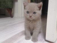 lilak renginde british shorthair
