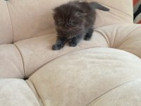 Scottish fold kedimizi sahiplendirme