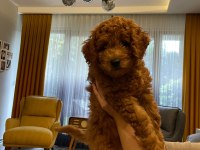 Sevimli minyatür poodle yavrularimiz