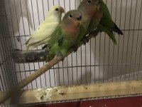 Bebek sevda papağanı eğitime açık