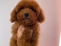 RED BROWN GARANTİLİ TOY POODLE