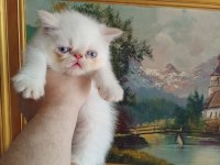 Exotic shorthair ve longhair dişi erkek yavrular