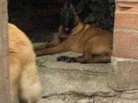 Saf kan Malinois ve Golden