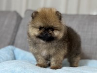 TEA CUP ORANGE AYI SURAT POMERANİAN BOO