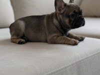 Exotic ve taşıyıcı harika french bulldog bebekler