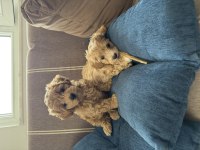 Teacup Kore Maltipoo Hipoalerjenik Irk Garantili Yavrular