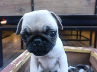 Anatomi harikası pug köpekler