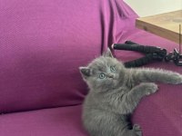 Safkan British Shorthair 2 Aylık Yavrular
