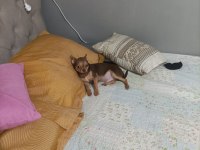 Görüşülür chihuahua