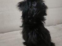 Black shih tzu