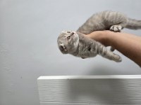Son dişi yavru scottish fold