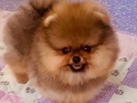 pomeranian yavrular