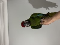 Military Macaw Papağanı