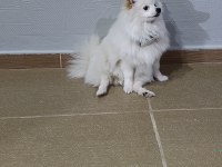 7 aylık dişi pomeranian