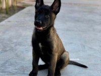 Belçika kurdu köpeği